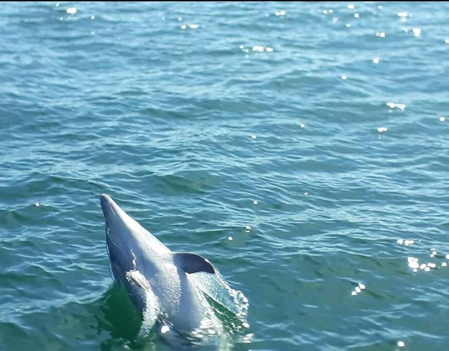 Вілла Entre Golfe Et Ocean La Trinite-Surzur Екстер'єр фото